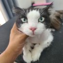 아꼬운냥 이미지