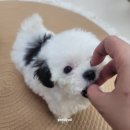 펫스티발 | 건강하고 행복한 하남애견분양 [펫스티발] 리뷰