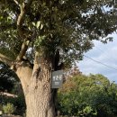 표선농협2 | [표선 독채펜션] 표선 독채펜션 영춘림 _ 감성 가득 숙소 추천_ 내돈내산 리뷰