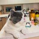 그랜비캐터리 이미지