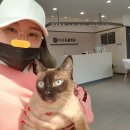 다온동물병원 | 샴비집사일기) 우리집고양이 샴푸가 눈이아파서 병원다녀왔어요 나온김에 외출