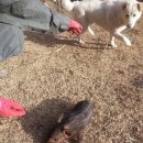 장수원목장 이미지