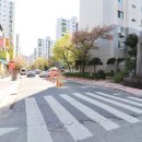 국화동성 이미지