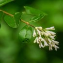 꽃마을로 이미지