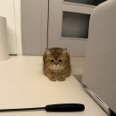 달고양이 | 디팡 고양이 매트 한달 후기🐾