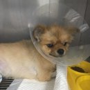 24시명동물메디컬센터 네이버블로그