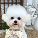 댕이요 펫택시 네이버블로그