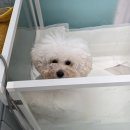 비숑다움 이미지