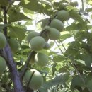 고산농장 이미지