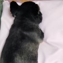 용인해성동물병원 이미지