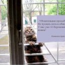 고양이 기숙사 이미지