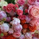 장미농장2 이미지