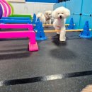 파파퍼피 DOG하우스 이미지