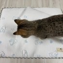 매직세탁하우스 | [36th]부산 궁디팡팡 캣페스타 궁팡 내돈내산 집사가 사용해본 구매후기