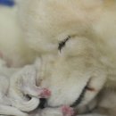 짱구농장 이미지