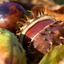 마로니에 이미지