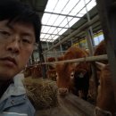 우사농장 이미지