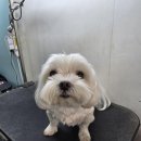 주견야DOG 이미지