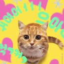 고양이집사 이미지
