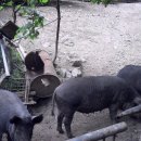 방목흑돼지 이미지