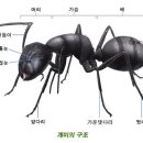 개미 이미지