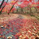 보석사   은행나무 이미지