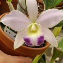 Lc. LoveKnot Coerulea/세롤 이미지
