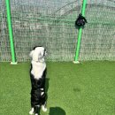 멜로멍스 이미지