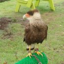 유한사슴농장 | 제주 화조원 후기(2019년 6월 27일 방문)