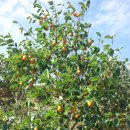 대봉농장 이미지