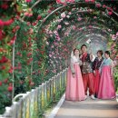 장미한복 이미지