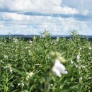 이주농장 이미지