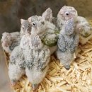 둥기농장 | 설탕새 앵둥이들의 설연휴 후기^^