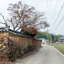화순 월곡리 무환자나무 | 화순 고인돌 유적지 양참사댁 코스 여행