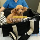 유동물의료센터 | 부천동물병원 24시옥길아라동물의료센터 11살 노견 강아지 건강검진 후기