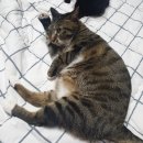 레오그루밍 이미지