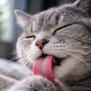 멍멍헤어 이미지