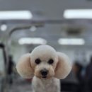 프로펫애견종합전문교육원