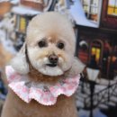 콜라네 펫살롱 이미지