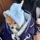 호두데이