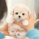 미유펫 동물병원 | 대구말티푸분양 미유펫 대구점,동물병원 운영·건강검진·사후관리까지 완벽