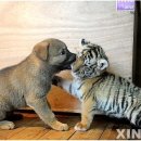 하룻강아지 이미지