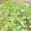 호성농장 이미지