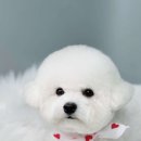 황언니 펫살롱 이미지