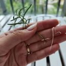 로즈마리 키우기 물꽂이 성공 이미지