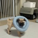 🐶 알도 넥카라 사용 후기｜쿠팡에서 발견한 귀여운 케어템 (딩동펫 초경량 넥카라)