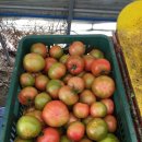 팜 라이프 이미지