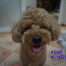 개수작 이미지