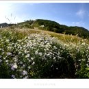 10월13일 산행지=포천 "명성산" 억새꽃축제 이미지