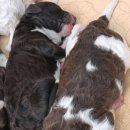 스탠푸켄넬 이미지